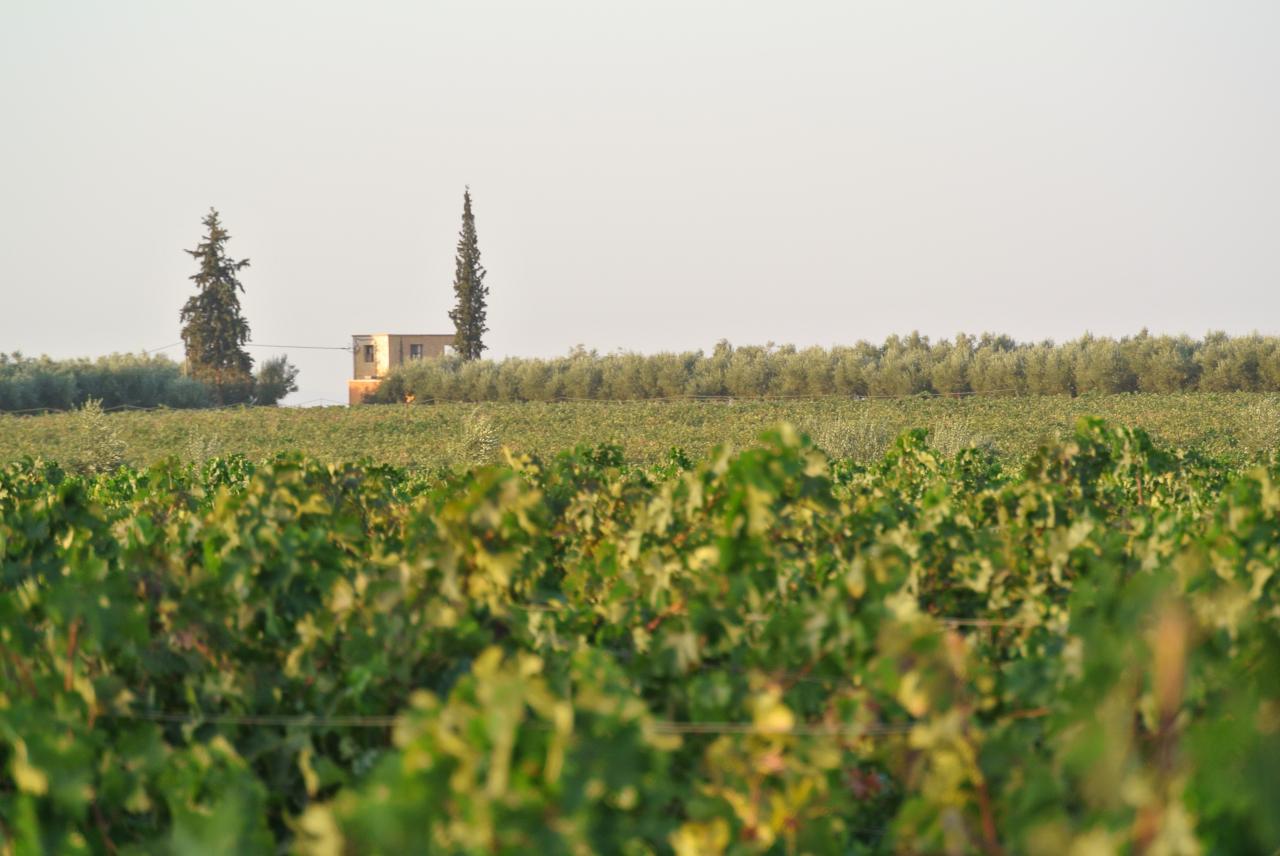 Le mariage de la vigne et de l'olivier