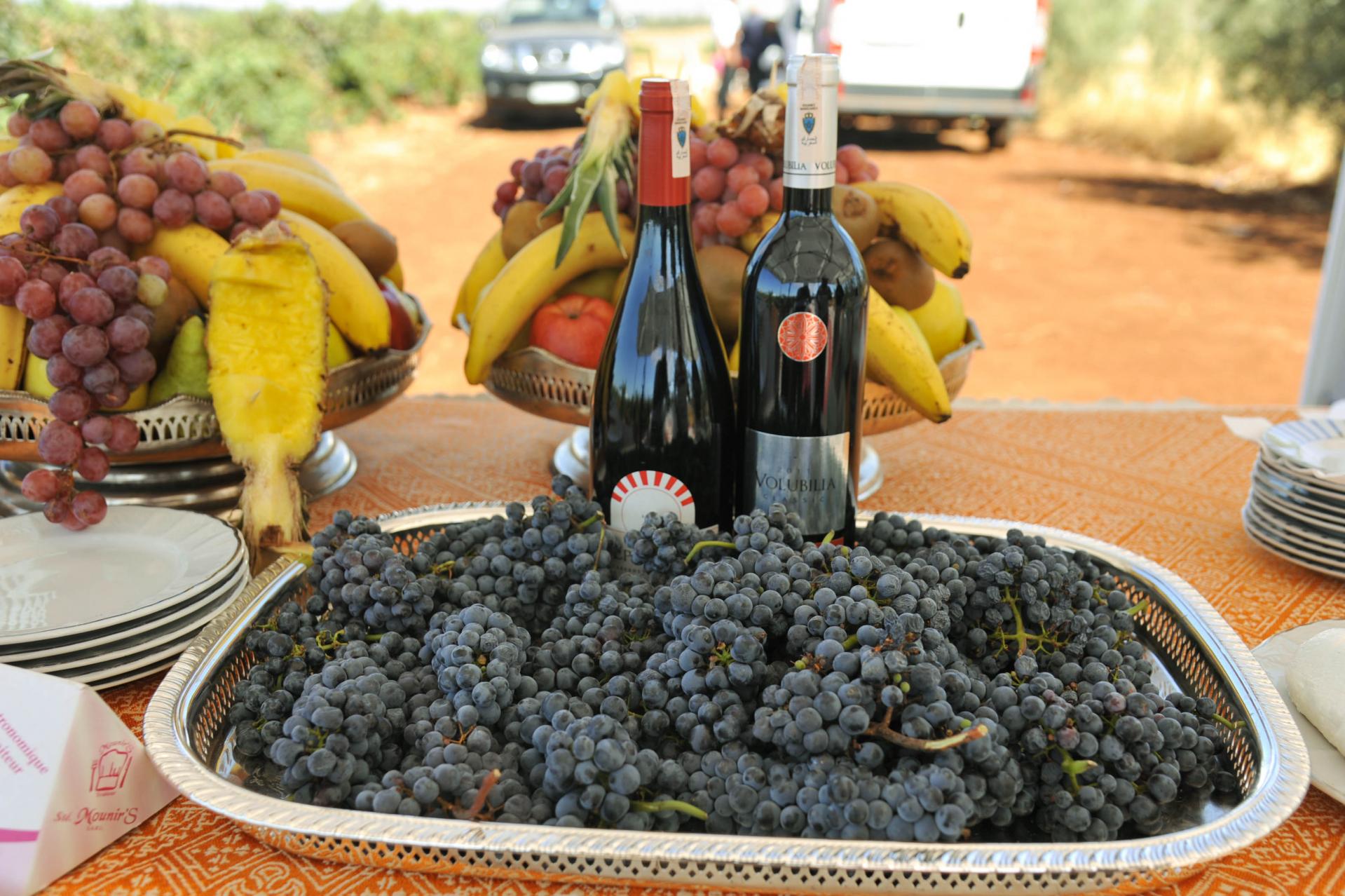 wine tour morocco