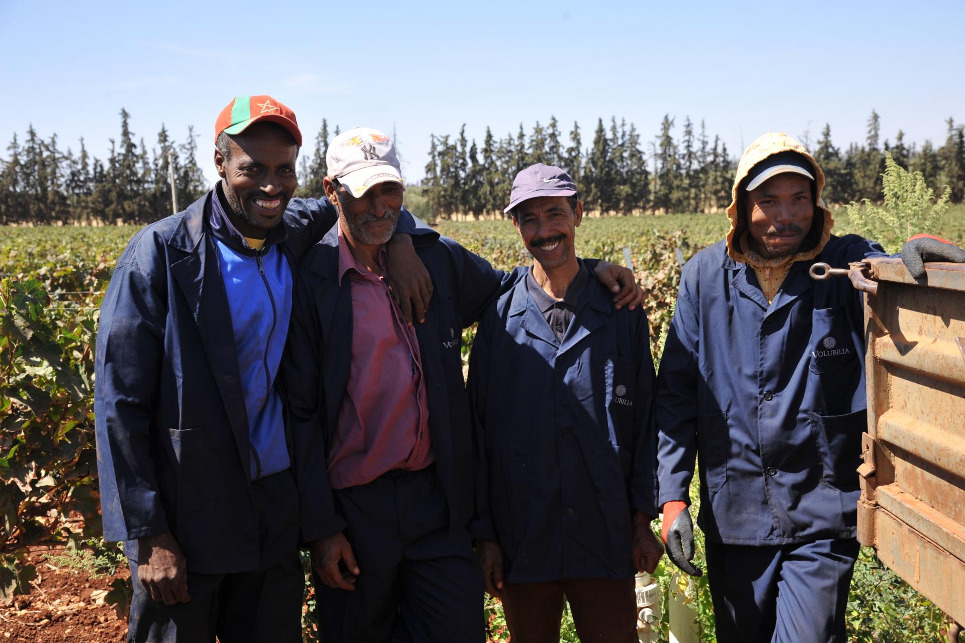 wine of morocco